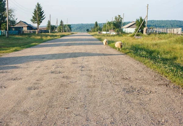 Pecore in corso su una strada sterrata nel villaggio russo — Foto Stock