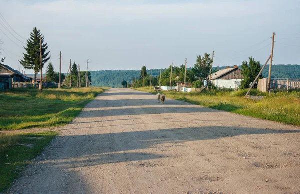 Sheeps går på en grusväg i den ryska byn — Stockfoto