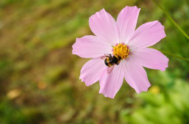 bir papatya üzerinde oturan bumblebee