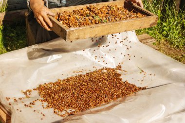 adam bir elek ile sedir fındık eme