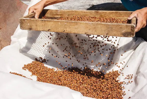 Man sifting cedar nuts through a sieve — Stock Photo, Image