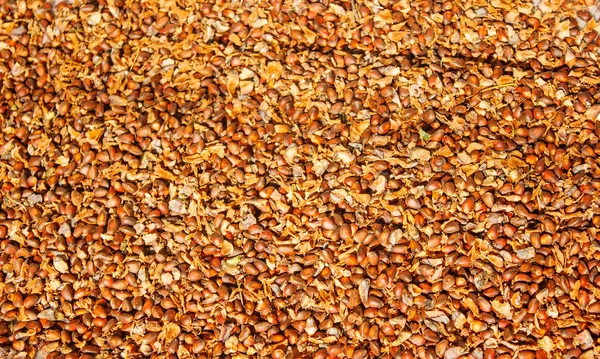 Неочищенные кедровые орехи — стоковое фото