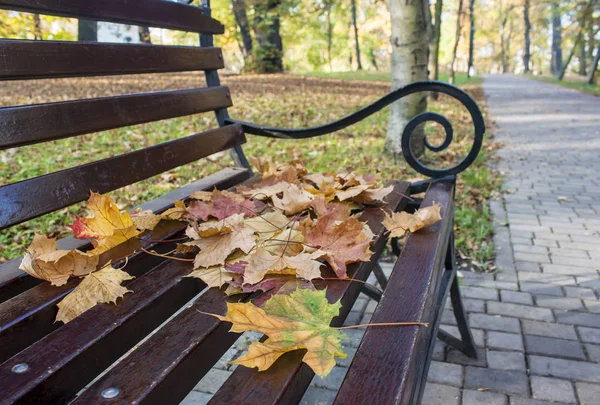 公園のベンチに横たわる黄色いカエデの葉 — ストック写真