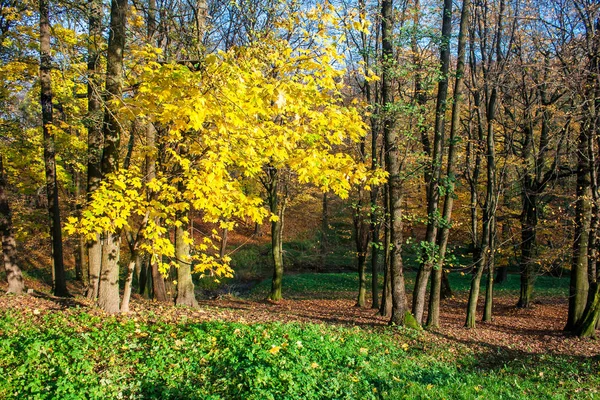 Forest landscape in autumn day — Stock Photo, Image