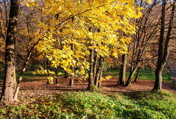 Paisagem florestal no dia de outono — Fotografia de Stock