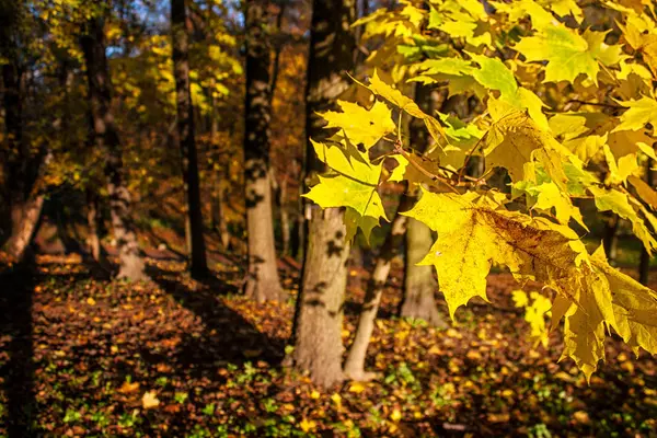 Javorový listí v lese na podzim — Stock fotografie
