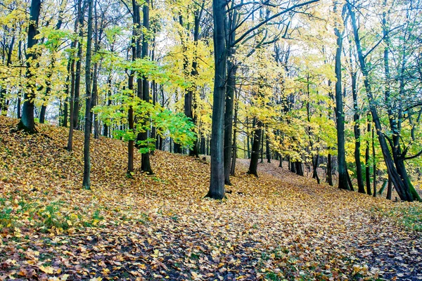 Paisagem florestal no dia de outono — Fotografia de Stock