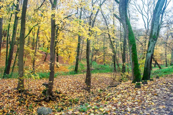 Paisagem florestal no dia de outono — Fotografia de Stock