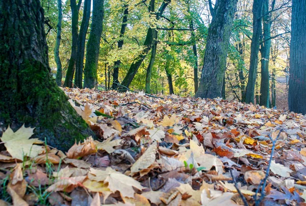 Folhas caídas na floresta no dia de outono — Fotografia de Stock