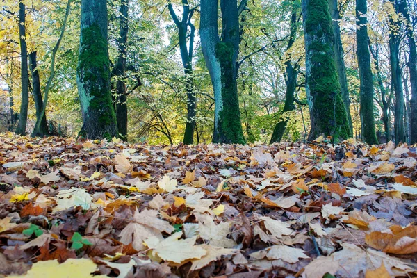 Folhas caídas na floresta no dia de outono — Fotografia de Stock