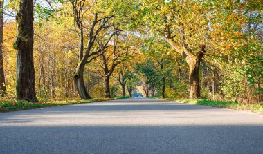 ormanda yeni modern asfalt yol