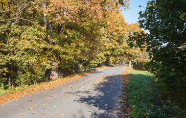 ormanda yeni modern asfalt yol