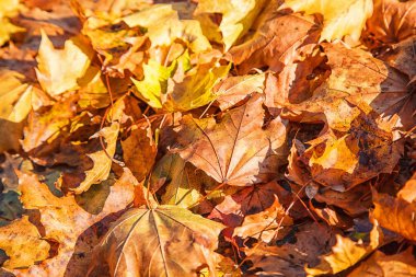 parkta çim üzerinde parlak sarı yaprakları