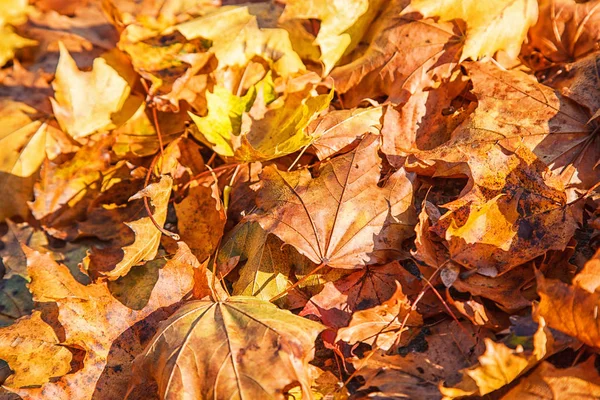 parkta çim üzerinde parlak sarı yaprakları