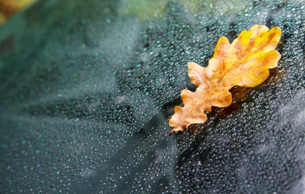 Žlutý dubový list na mokrém skle auta — Stock fotografie