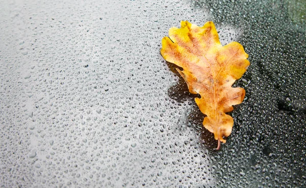 Лист желтого дуба на мокром стекле автомобиля — стоковое фото