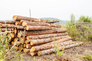 çam günlükleri ulaşımiçin hazır
