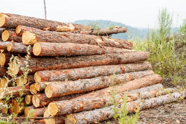 çam günlükleri ulaşımiçin hazır