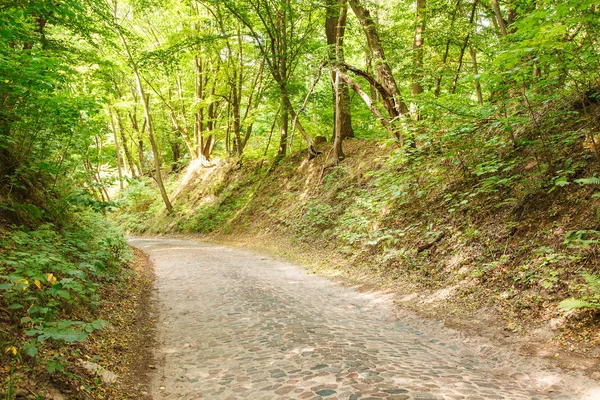 Ormandaki eski asfalt yol