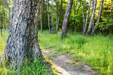 Parlak güneşli bir yaz sabahı ormanda