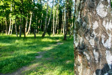Parlak güneşli bir yaz sabahı ormanda