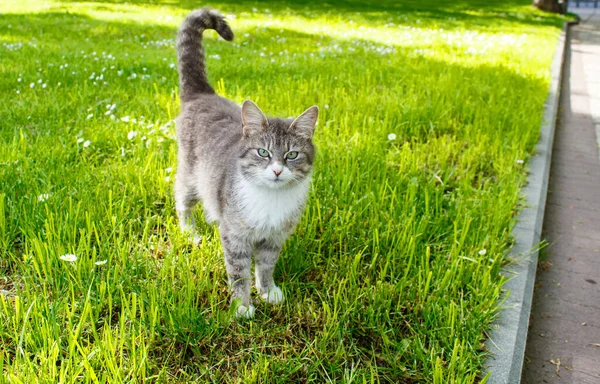 Piękny Szary Kot Stoi Polanie Patrząc Kamerę Zewnątrz Słoneczny Letni — Zdjęcie stockowe