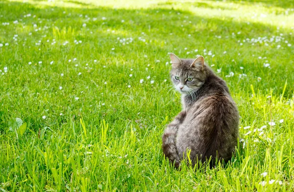 Piękny Szary Kot Siedzi Polanie Świeżym Powietrzu Słoneczny Letni Dzień — Zdjęcie stockowe