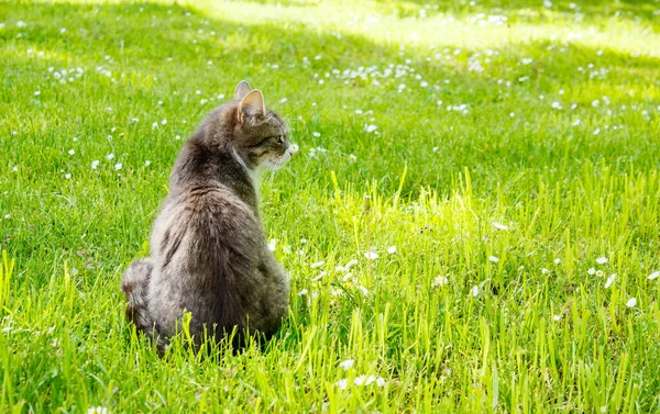 Piękny Szary Kot Siedzi Zielonej Trawie Świeżym Powietrzu Słoneczny Letni — Zdjęcie stockowe