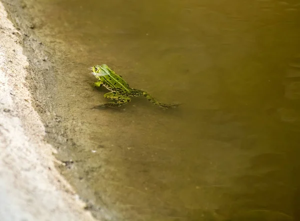 夏日阳光明媚 绿色青蛙在池塘里游动 — 图库照片