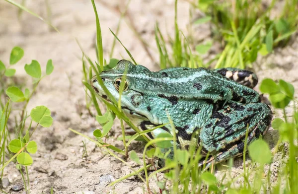 Grön Groda Sola Solen Sitter Stranden Damm Solig Sommardag — Stockfoto