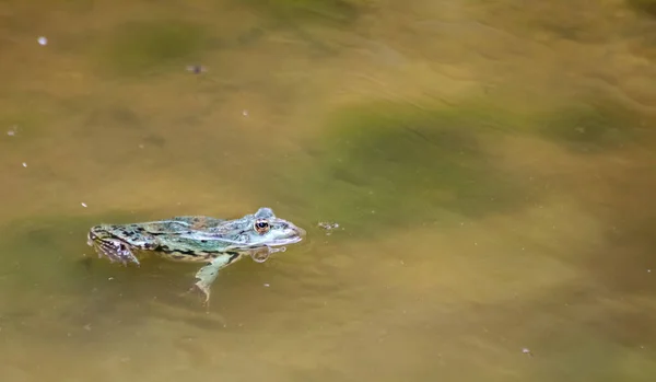 Sapo Verde Nadando Lagoa Dia Ensolarado Verão — Fotografia de Stock