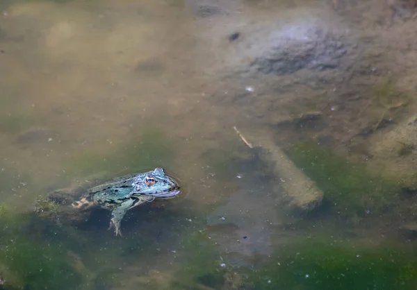 Sapo Verde Nadando Lagoa Dia Ensolarado Verão — Fotografia de Stock