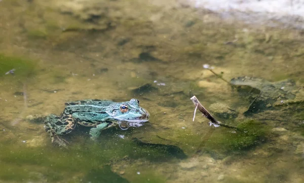 Πράσινο Βάτραχος Κολύμπι Στη Λίμνη Την Ηλιόλουστη Μέρα Του Καλοκαιριού — Φωτογραφία Αρχείου
