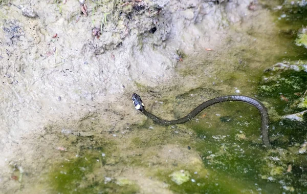 Δηλητηριώδες Μαύρο Φίδι Που Κολυμπά Μια Λίμνη Την Ηλιόλουστη Καλοκαιρινή — Φωτογραφία Αρχείου