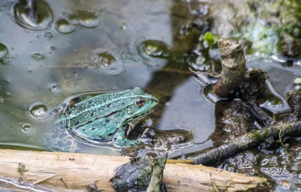 晴れた夏の日に池で泳ぐ緑のカエル — ストック写真