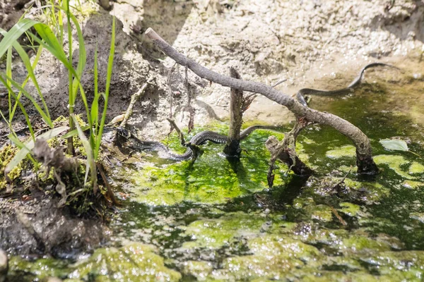 Zehirli Kara Yılan Güneşli Bir Yaz Gününde Gölette Yüzüyor — Stok fotoğraf