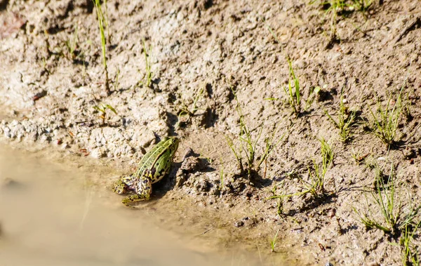 晴れた夏の日に池の岸に座って太陽の下で日光浴緑のカエル — ストック写真