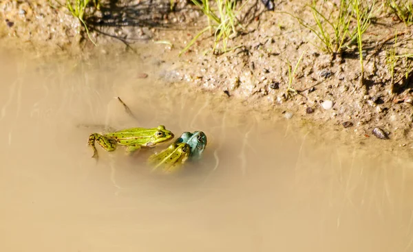 Dos Ranas Copulan Estanque Soleado Día Verano Tercero Observarlos —  Fotos de Stock