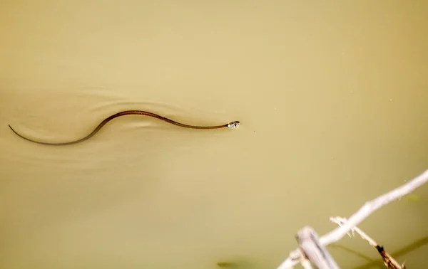 Mérgező Fekete Kígyó Úszik Tóban Napsütéses Nyári Napon — Stock Fotó