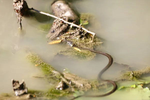 Cobra Preta Venenosa Nadando Uma Lagoa Dia Ensolarado Verão — Fotografia de Stock