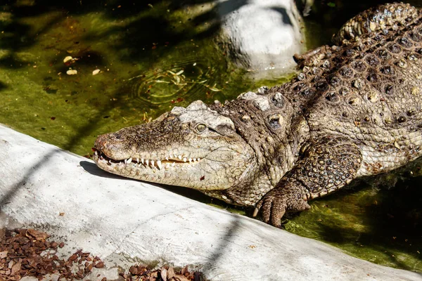 Grande Coccodrillo Allo Zoo Della Città Nella Soleggiata Giornata Estiva — Foto Stock