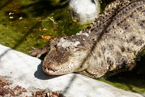 Crocodilo Grande Zoológico Cidade Dia Ensolarado Verão Close Exterior — Fotografia de Stock