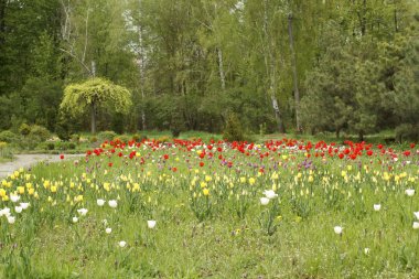 Gündüz vakti lale tarlası