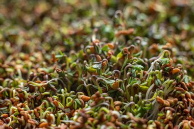 Organik yiyecekler. Genç ve taze mikro yeşil filizler. Ev koşullarında tohum yetiştirme.