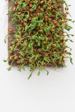 Taze mikro yeşil beyazda izole edilmiş. Üst görünüm.