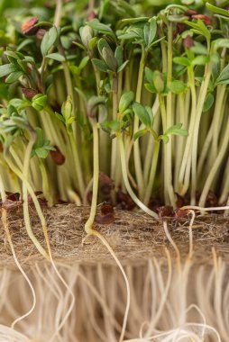 Genç ve taze yeşillikler yaprakların sapları. Yakın plan..