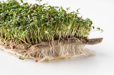 Genç ve taze mikro yeşillikler beyaz bir zemin üzerinde broşür sapları.