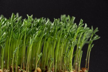 Siyah arka planda taze mikro-yeşil fideler. Sağlıklı bir diyet için mikro-yeşil büyüyor.