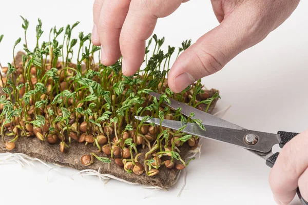 Fresh micro green seedlings. Growing micro green for a healthy diet. A man cuts young green shoots with scissors.