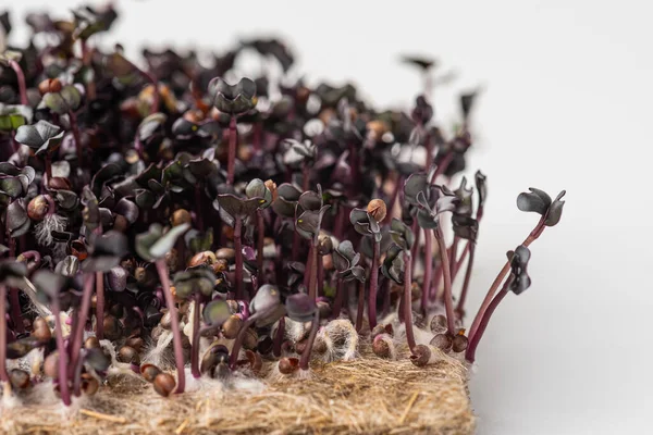 Healthy eating. Germination of red cabbage at home. Micro greens fresh sprouts on a white background.